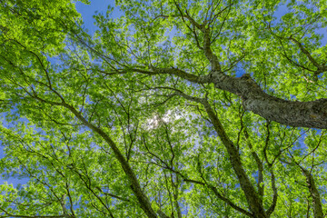 Fototapeta premium 新緑