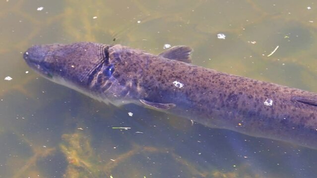 Eel swimming in a Sydney Park Pond feeding on bread NSW Australia