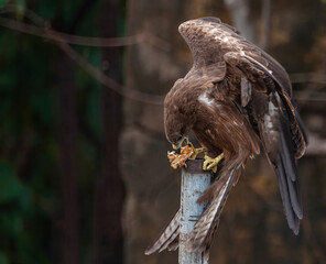 bird of prey