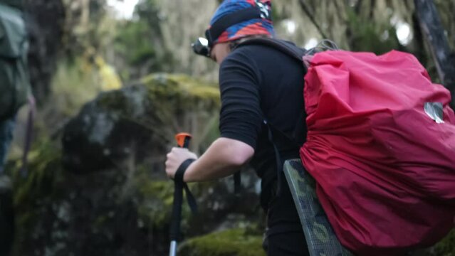 Kilimanjaro. Africa. A tourist climbs to the Shira camp with a guide through Afro-Alpine moorlands and grasslands. A girl with a team while climbing in the mountains.