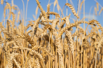 golden wheat field with close up in sunny day