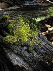 Moss on Log in Rain