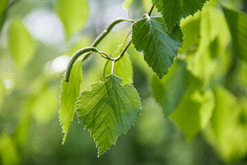 Birch leaves are illuminated by sunlight. Photo of nature.