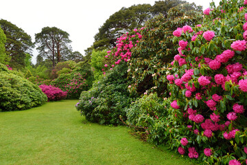 Beautiful azalea bushes blossoming in the gardens of Muckross House, furnished 19th-century mansion set among mountains and woodland, Ireland.