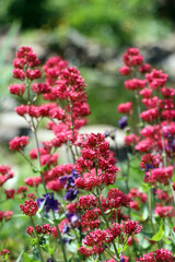 Rote Spornblume - Centranthus ruber