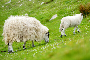 Sheep marked with colorful dye grazing in green pastures. Adult sheep and baby lambs feeding in...