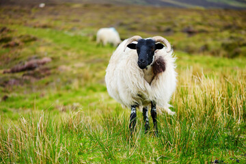 Sheep marked with colorful dye grazing in green pastures. Adult sheep and baby lambs feeding in...