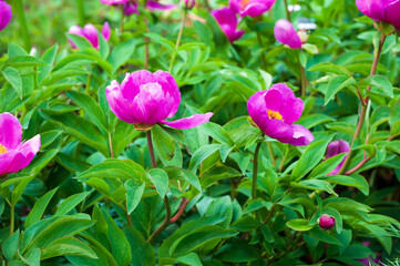 Fototapeta premium peony blossom in the garden