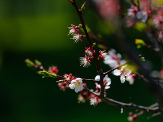 桜の散った後
