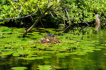 Coot (Fulica atra) on the nest