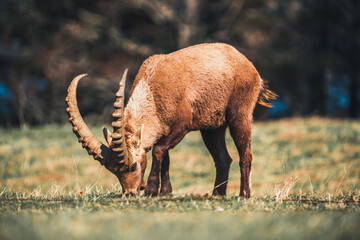 One big wild ibex grazing on meadow.