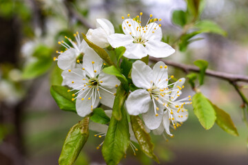 abundant white flowers on a fruit tree pear