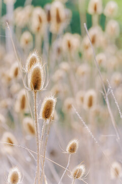 dried Teasel Seed heads 