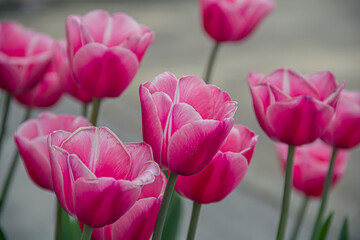 Flowerbed with blooming tulips. Flowers. Photo of nature.