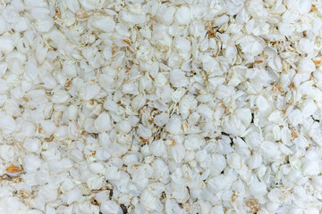 Many petals of delicate spring flowers created a natural background