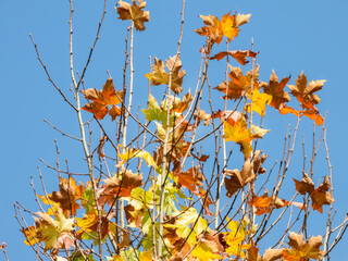 The autumn leaves of orange and gold on a tree