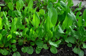 Sorrel is the main ingredient for making green borscht.