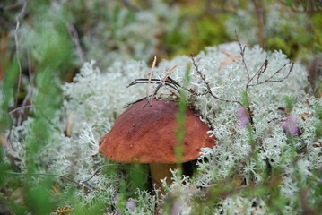 Brown cap of porcini mushroom in moss. Among the light green lichen and lingonberry sprouts, a large white boletus mushroom with a dark brown cap has grown. Fallen pine branches and needles lie around