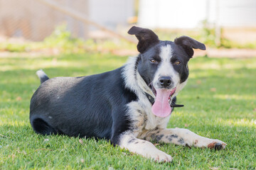 border collie puppy