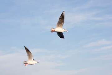 seagulls in flight
