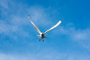 seagulls in flight
