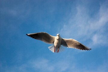 seagulls in flight