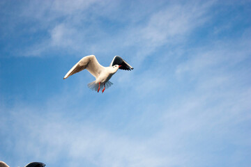 seagulls in flight