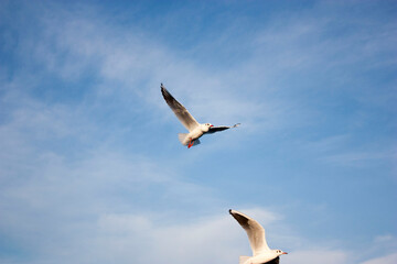 seagulls in flight
