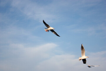 seagulls in flight
