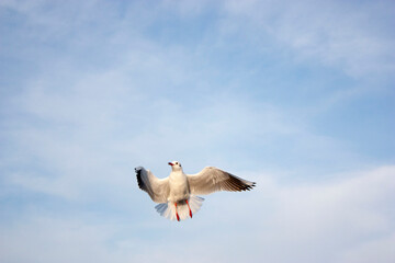 seagull in flight