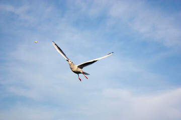 seagulls in flight