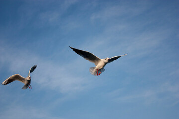 seagull in flight