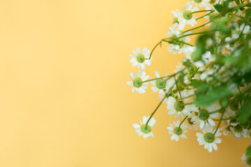 The underside of white flowers on yellow background