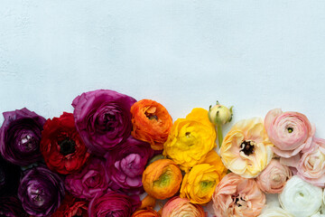 Ombre colored ranunculus