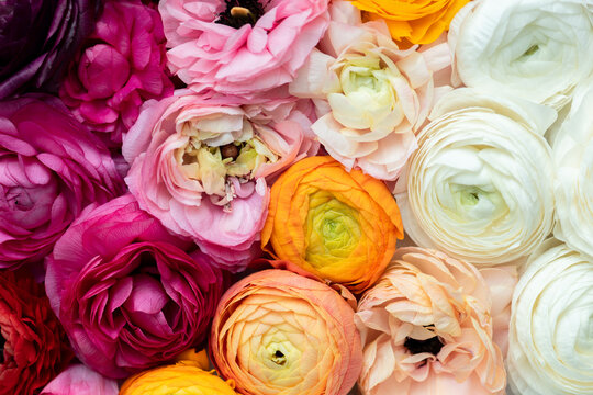 Ombre flowers fill the frame