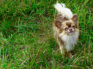 Young chihuahua dog lounging among green grasses