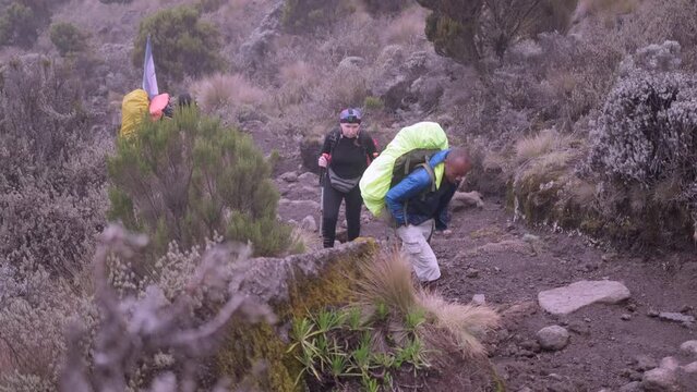 Kilimanjaro. Hikers ascend to the Shira camp with guides through the Afro-Alpine moorlands and grasslands next to the rock.