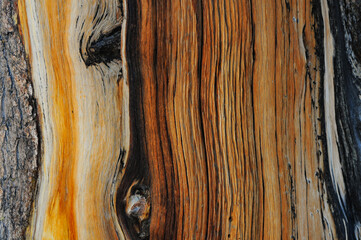 Close up of a trunk in the Ancient Bristlecone Pine Forest, Inyo National Forest, high up in the...