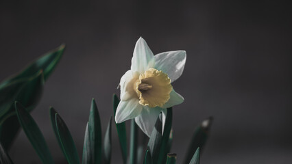 daffodil, white flower in the garden 
