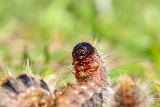 anatomie de chenille processionnaire du pin de face o&ugrave; l'on voit le ventre, les pattes et le visage dans de l'herbe en troupeau en gros plan (macro) - (thaumetopoea pityocampa)	