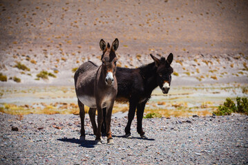 Fototapeta premium Wild donkeys in the remote Andean highlands on the way to the Paso de San Francisco mountain pass, Catamarca Province, Argentina