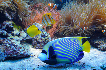 Cesarz skalary Królowa skalary, Angel Fish s, akwarium, skalary, elektryczne Niebieski