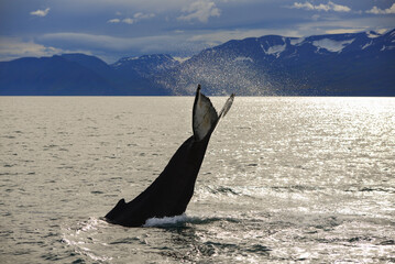 The tail of a humpback whale (Megaptera novaeangliae) during a whale watching excursion just north...