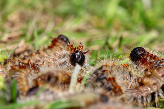 plusieurs chenilles processionnaires du pin o&ugrave; l'on voit le ventre, les pattes et le visage dans de l'herbe en troupeau en gros plan (macro) - (thaumetopoea pityocampa)