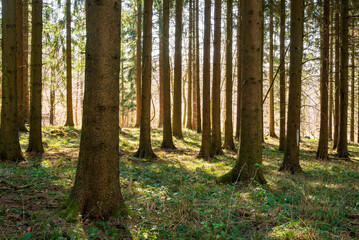 Beautiful light shining through the trunks and stems of fir or spruce trees in an idyllic coniferous forest, Süntel, Weserbergland, Germany
