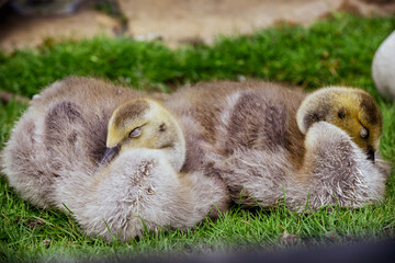 Cute baby goose chicks are goslings on a spring day resting by grass