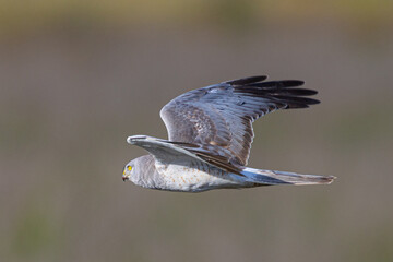 Close view of a male  hen harrier (Northern harrier)  flying in beautiful light, seen in the wild...
