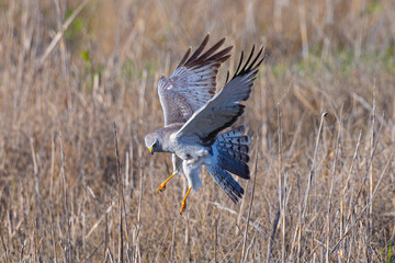 Male  hen harrier (Northern harrier)  diving for a prey, seen in the wild in North California