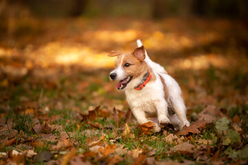 jack russell terrier na jesiennym spacerze  - obrazy, fototapety, plakaty