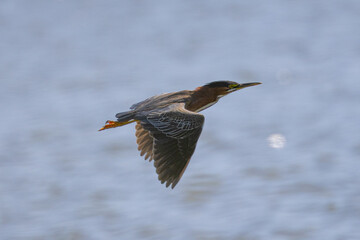 Green  heron flying, seen in the wild in North California